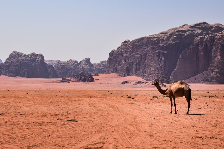 Wielbłąd pośród formacji skalnych na pustyni Wadi Rum w Jordanii