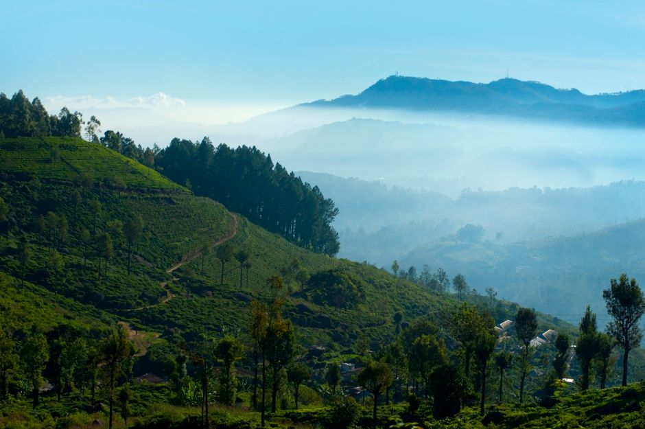 Mgliste poranne plantacje herbaty w Nuwara Eliya na Sri Lance